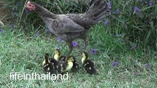 Momma chicken and her 6 baby ducks start there new free range life [upl. by Margeaux]