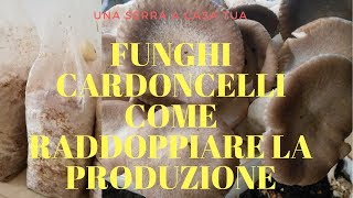 Funghi cardoncelli  COME RADDOPPIARE LA PRODUZIONE [upl. by Siramaj]