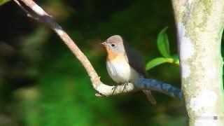 オジロビタキ（2）万之瀬  Redbreasted Flycatcher  Wild Bird  野鳥 動画図鑑 [upl. by Slrahc]