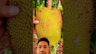 Jackfruit jackfruit shortvideo [upl. by Astiram31]