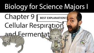 Chapter 9 – Cellular Respiration and Fermentation CLEARLY EXPLAINED [upl. by Folsom]