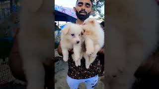 German Spitz Puppies Sell। [upl. by Akinal]