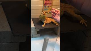 Chuck has Coccidia 😢 petshorts beardeddragon pets coccidia [upl. by Ahseetal]