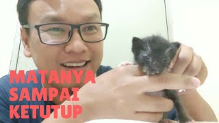 CARA MEMBERSIHKAN MATA KITTEN IRITASI SAMPAI NANAH KERING MENUTUPI MATA [upl. by Ashjian70]