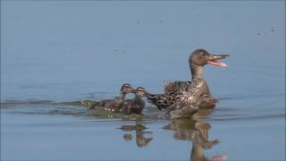 Northern Shoveler family and Lesser Blackbacked Gull [upl. by Aikcin8]