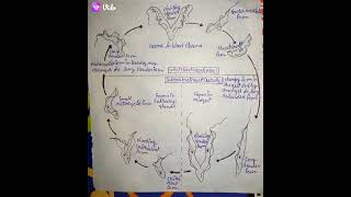 Life cycle of Trypanosoma zoology Bsc 3 year [upl. by Aihsenet]