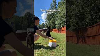 Automatic Dog Ball Launcher [upl. by Clance]