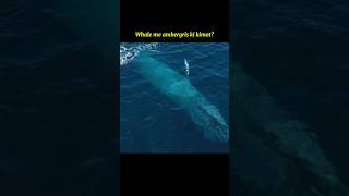 Whale me ambergris ki kimat or ye kya hota hai shorts ytshorts factday [upl. by Nathanial632]