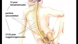 Indeling zenuwstelsel [upl. by Simpkins]