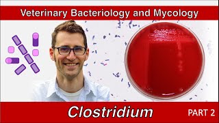 Clostridium and Clostridioides Part 2  Veterinary Bacteriology and Mycology [upl. by Aztiraj406]