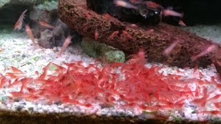 スカーレットシュリンプを本気で飼育してみた（Opae ulaHalocaridina rubraHawaiian red shrimp） [upl. by Yrevi]