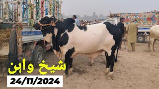 Sheikhwan Cow Mandi Update  MandiBoy8080  Zeeshan Khan [upl. by Pickering]