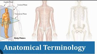 Anatomical Terminology  General Anatomy  Anatomy lecture 4 [upl. by Cory]