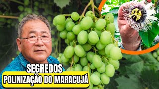 SEGREDOS DE UM AGRICULTOR E FRUTAS BRASILEIRAS NO JAPÃO [upl. by Maynord]