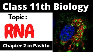 Ribonucleic acid RNA  11th class biology  Cha  2 in pashto  Home of biology [upl. by Halle]