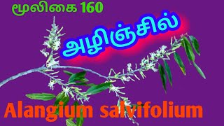 அழிஞ்சில் மரம்Alinchil TreeAlangium salvifoliumAlasal [upl. by Yssep909]