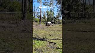 3 Gypsy Vanner horses playing ♡ [upl. by Ciapha]