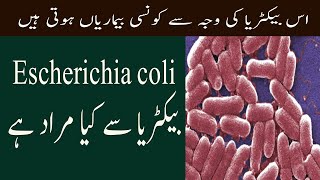 What Is Escherichia E Coli Bacteria Infection In Urdu E Coli Bacteria Kya Hota Hai [upl. by Kalila]