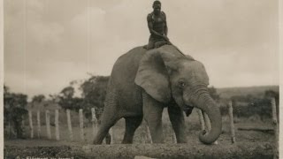 EXCLUSIVE photos of colonial Africa show Elephant Riders in the Congo [upl. by Lleinnad]