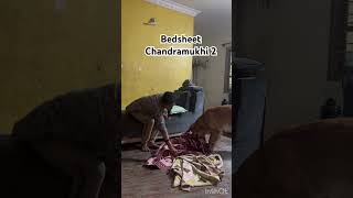 Bedsheet Chandramukhi 2 doglover puppy goldenretreiver [upl. by Nepean739]