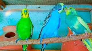 Budgies Chirping  Budgie Music 🎶🦜🐦✨ [upl. by Stearns]