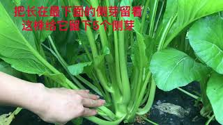 「種植6」油菜心【種植秘訣】如何种植产量高收割完一茬又一茬【收割技巧】＃アスパラ菜栽培＃Aspara na cultivation [upl. by Nirad]