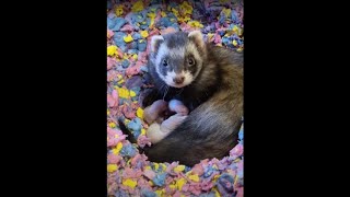 Baby Ferrets LIVE from their Nursery 🥰❤️ [upl. by Nichola]