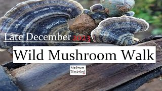 Wild Mushrooms Identified and Explained Late December 2023 [upl. by Auguste]