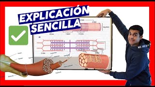 ✔️ MIOFIBRILLA y SARCOMERO CONTRACCION MUSCULAR en español❗explicación [upl. by Marielle]