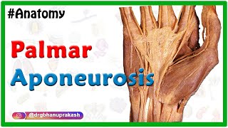 Palmar aponeurosis Animation  Attachments Functions Clinical relevance USMLE NEETPG INICET [upl. by Fabyola]