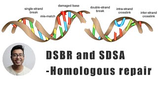 Double strand break repair model [upl. by Notslah]