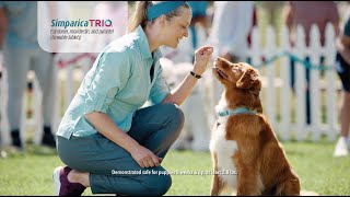 Simparica Trio®  Winning Parasite Protection TV Commercial [upl. by Ailaroc]