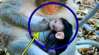 Poor Baby Monkey Very Small Mom Weaning This Baby Will Shock Your Heart Baby Say Hello To Everyone [upl. by Enela579]