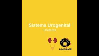 Sistema Urogenital  Aula 03 Ureteres [upl. by Ongineb]