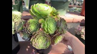 Aeonium set 200 at Mimi’s nursery 7144891876 [upl. by Efioa984]