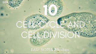 class 11th BIOLOGY chapter 10  CELL CYCLE AND CELL DIVISION  NOTES new 202425 neet biology [upl. by Asiul866]