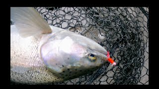 ULTRA LIGHT Tackle for BIG Milwaukee River Trout [upl. by Abigale]