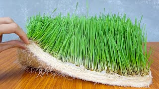 How to Grow Wheat Grass at Home Without Soil  Growing Wheat with Seeds [upl. by Ititrefen]