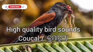 coucal bird sound Coucal bird sound mp3 download Traps bird sounds Best ringtone Birds tones [upl. by Berwick]