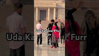 Uda Kabootar🕊️Furr Furr udakabootarfurrfurr shortsfeed shorts tiktok viral youtube subscribe [upl. by Marla]