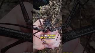 Tailless Whip Scorpion 🦂 Fascinating Facts animals facts [upl. by Archaimbaud]