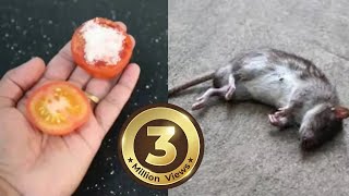 How To Kill Rats Within 30 minutes  Home Remedy Magic Ingredient  Mr Maker [upl. by Helprin]