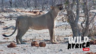 Explore The Wilds Of Africa  Wild Africa LIVE [upl. by Jezreel58]