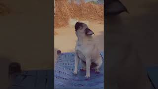 Pug barking pugbarking doglover pugshortsytshorts [upl. by Gerald]