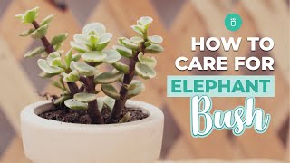 How to care for Elephant Bush  Portulacaria Afra Care [upl. by Selyn]