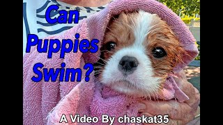 Can Puppies Swim [upl. by Aiceled]