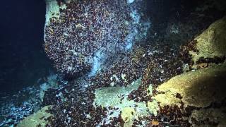 Massive Mussel Bed Discovery  Nautilus Live [upl. by Assert482]