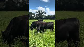 Heifers grazing legume grass mixture at Blackville SC [upl. by Atnuahsal]