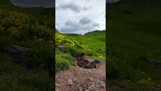 Marmota en la Vanoise [upl. by Eiramana888]