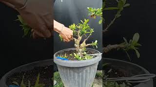 Pruning bahan bonsai asoka ixora yellow bonsai bonsaiindonesia belajarbonsai [upl. by Nuahsad]